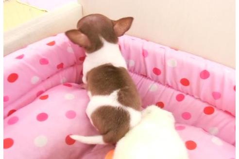 成約済の大阪府のチワワ-5421の4枚目